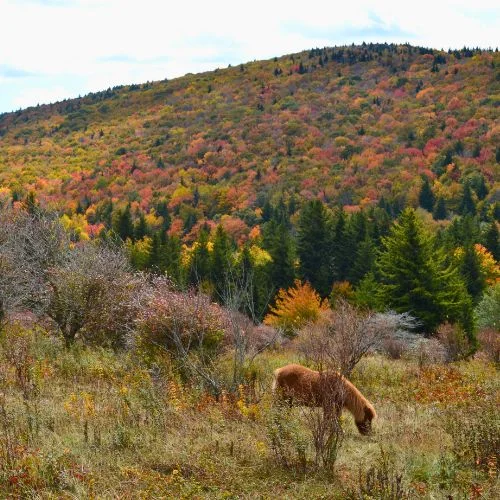 Grayson Highlands State Park in Virginia