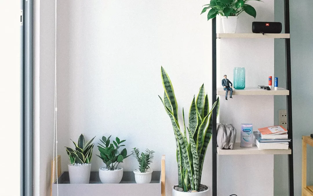 Sustainable Apartment Living: Practical Tips for a Greener Lifestyle