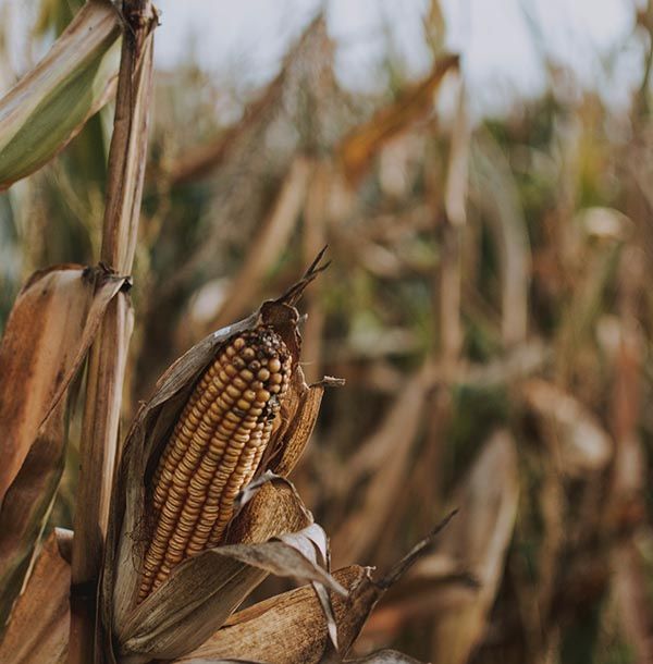A-Mazing Corn Mazes in Virginia