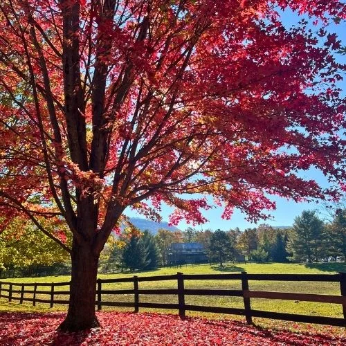 Camp Horizons Fall Fest near Harrisonburg VA