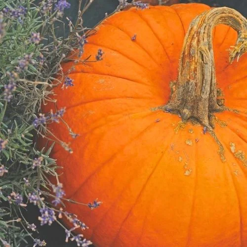 White Oak Lavender Fall Festival near Harrisonburg VA